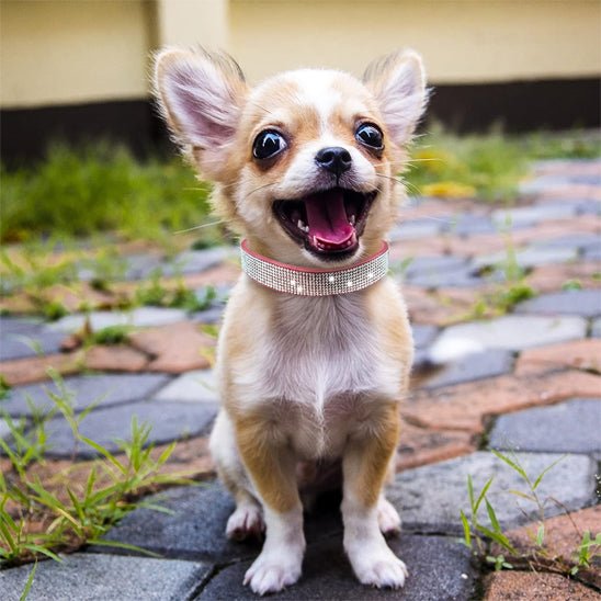 Collier pour Chien en Cuir | Diamélia™