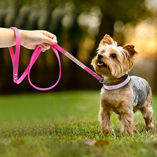 Collier pour Chien en Cuir | Diamélia™