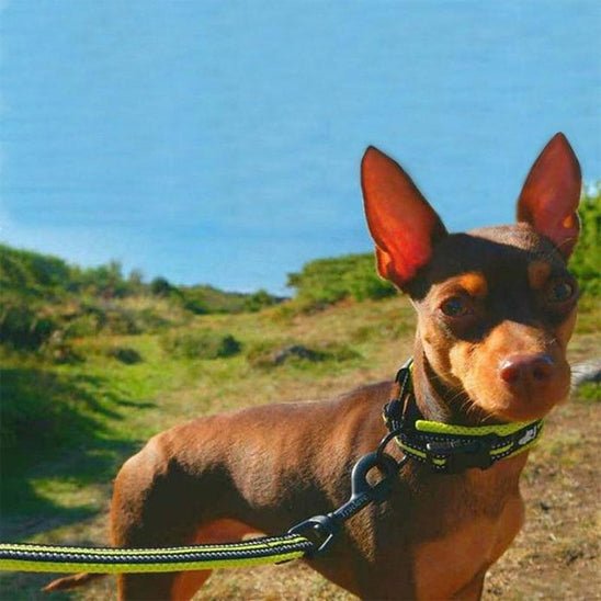 collier pour chien truelove vert fluo