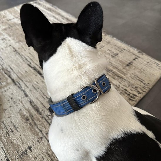 colliers lumineux pour chiens LEDConfo caroussel bleu