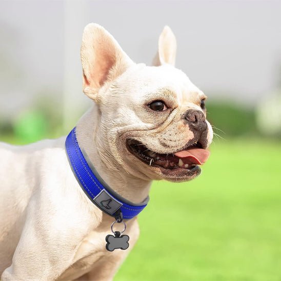 colliers lumineux pour chiens LEDConfo caroussel bleu