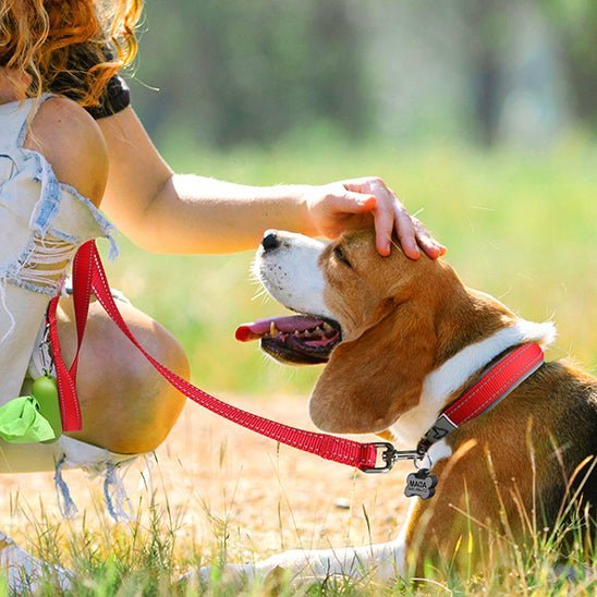 colliers lumineux pour chiens LEDConfo caroussel rouge