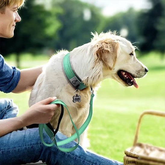 colliers lumineux pour chiens LEDConfo fiche turquoise laisse