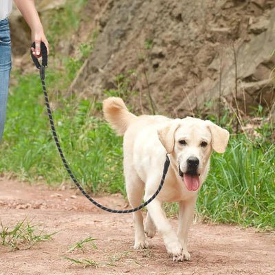 double laisse pour chien duoflex noir