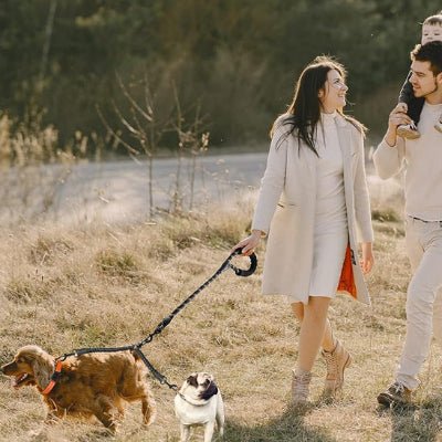 double laisse pour chien duoflex petit chien