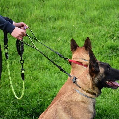 double laisse pour chien flexiduo berger assis