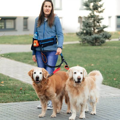 double laisse pour chien flexiduo golden