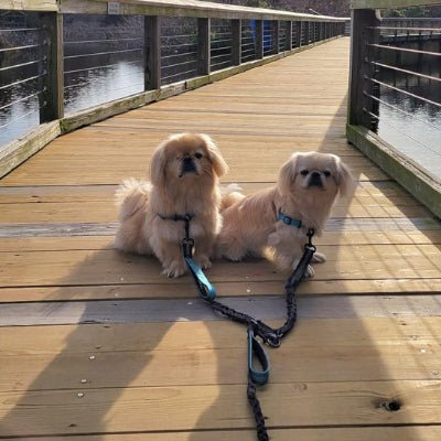 double laisse pour chien flexiduo golden fiche