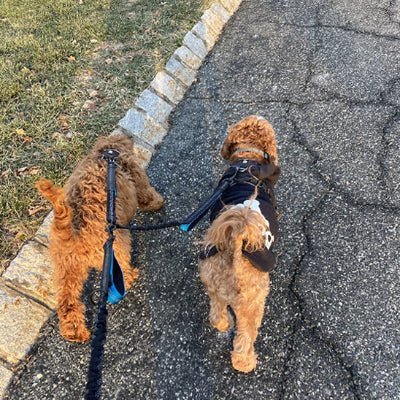 double laisse pour chien flexiduo promenade gros chien