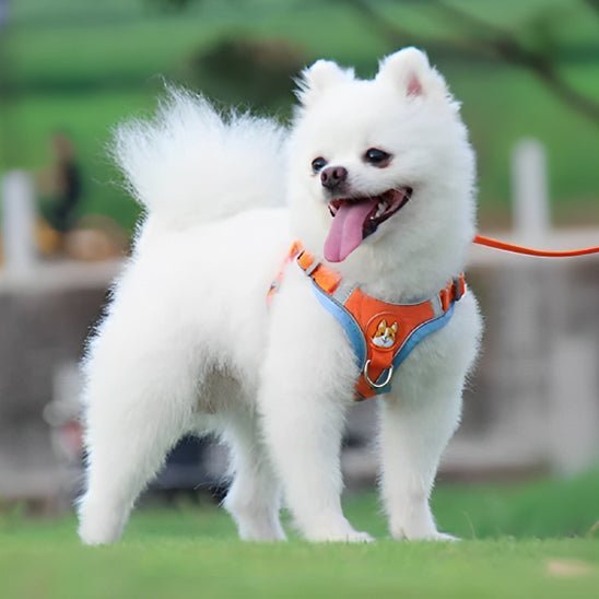 harnais anti traction chien cutedog orange