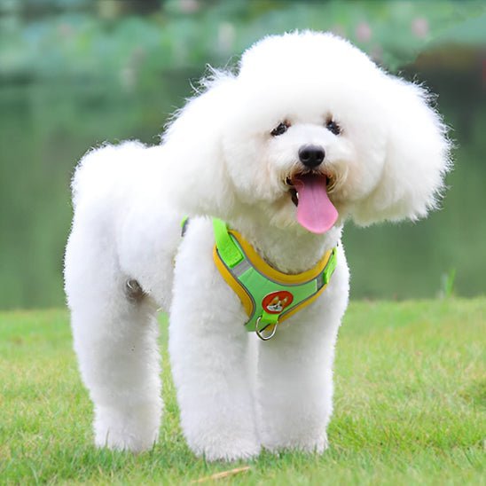 harnais anti traction chien cutedog vert