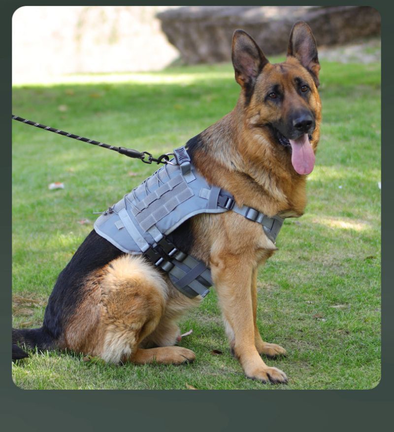 harnais anti traction chien tactikpaw caroussel gris
