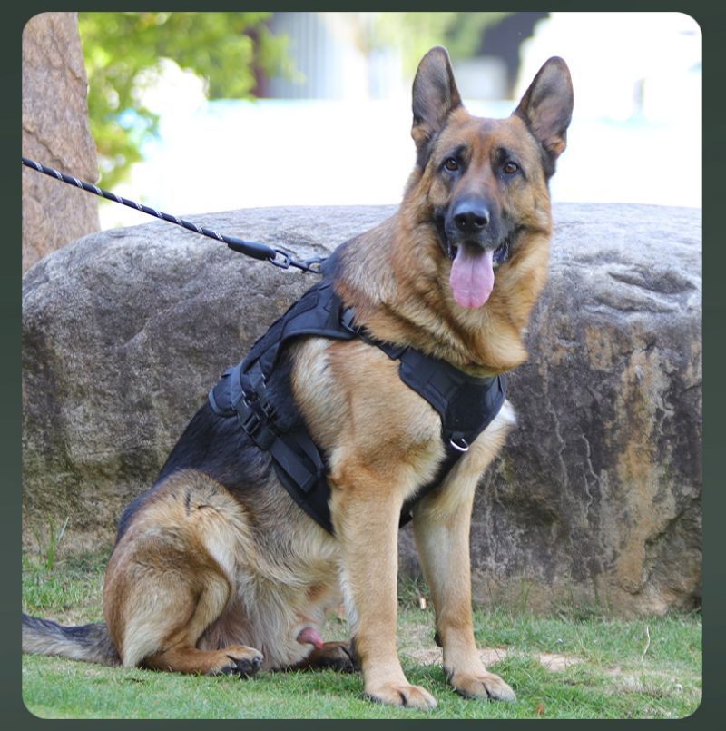 harnais anti traction chien tactikpaw berger noir
