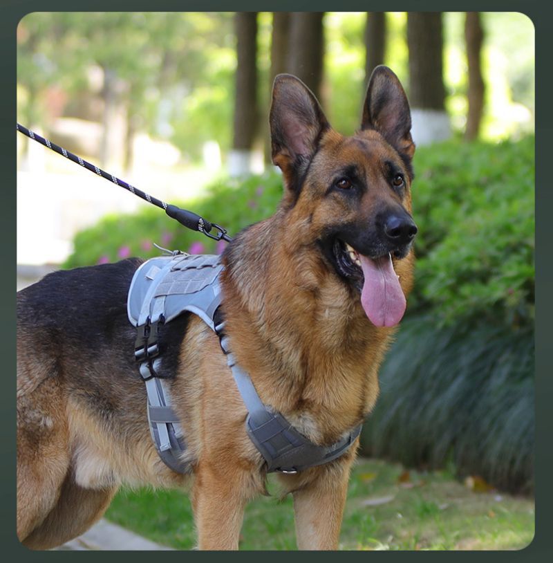 harnais anti traction chien tactikpaw caroussel gris