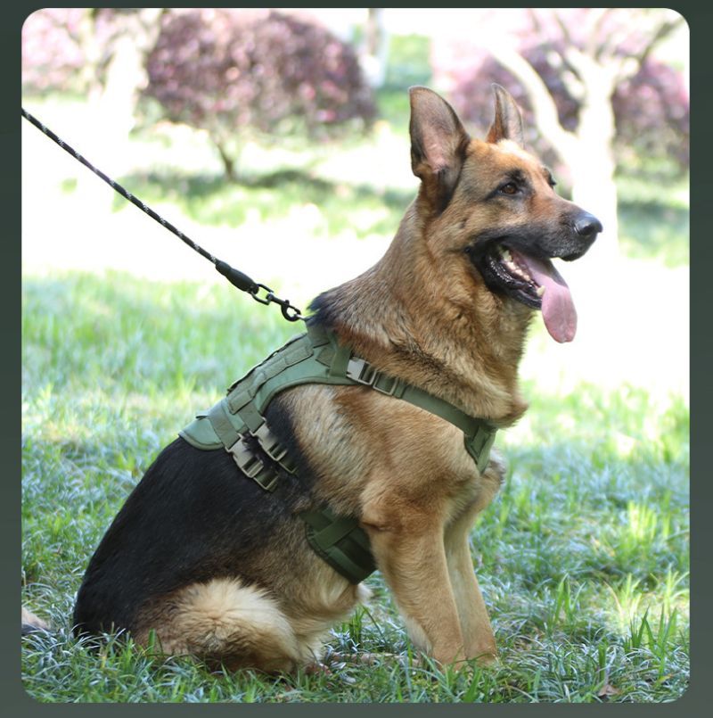 harnais anti traction chien tactikpaw caroussel vert