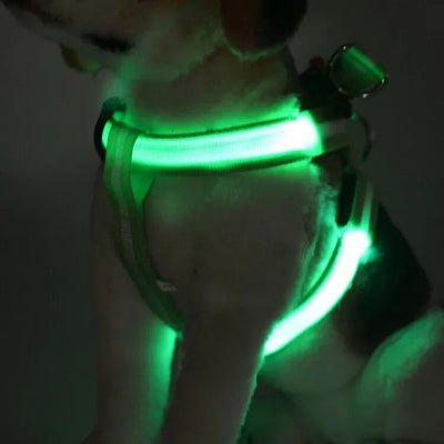 harnais chien anti traction luminessence vert