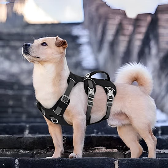 harnais chien harnex carroussel noir