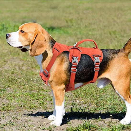 harnais chien harnex carroussel orange