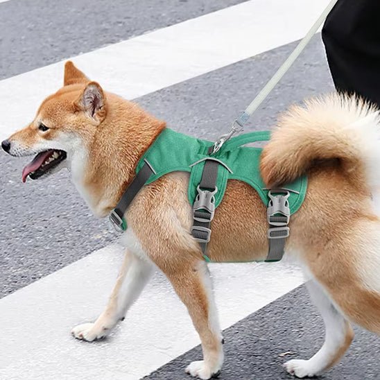 harnais chien harnex carroussel vert