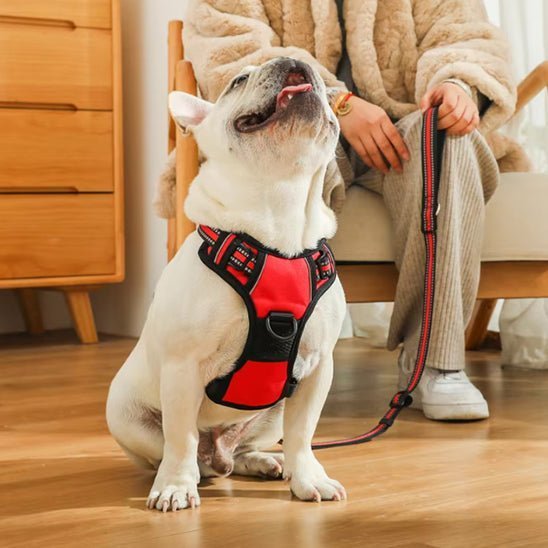 harnais-chien-harniFly-rouge-caroussel assis