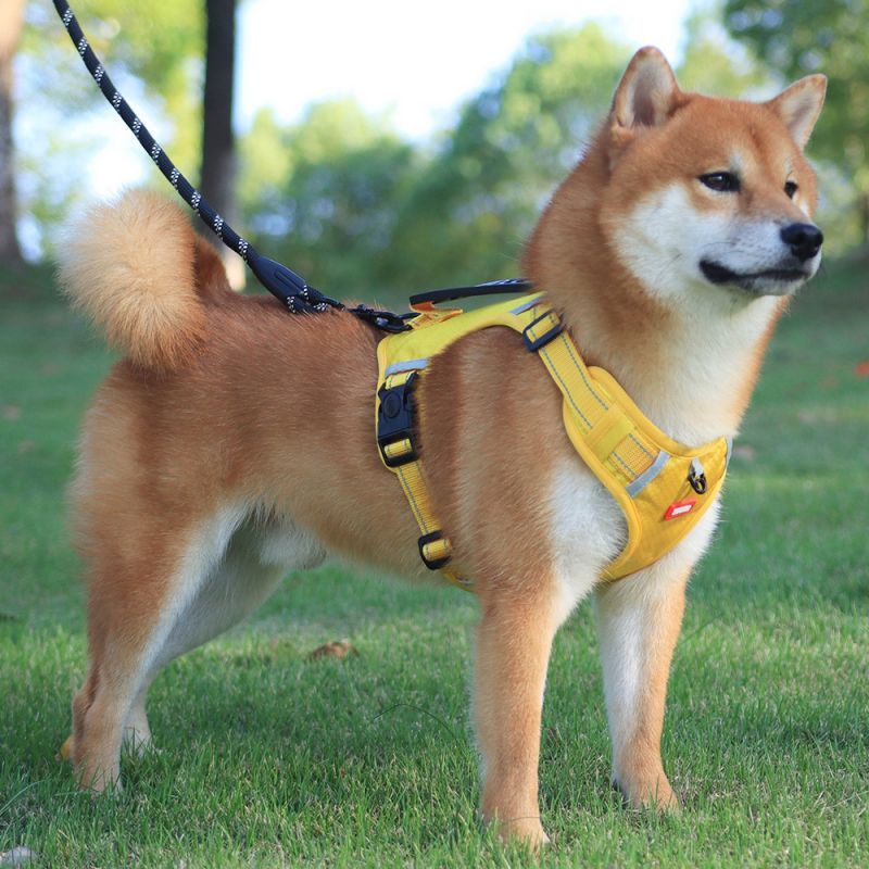 harnais chien pawness jaune
