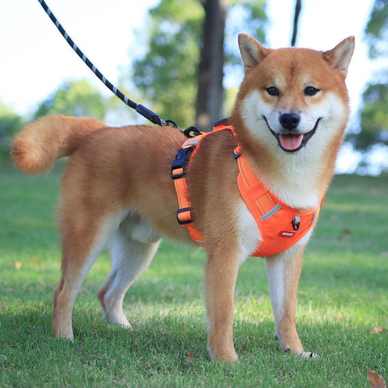 harnais chien pawness orange