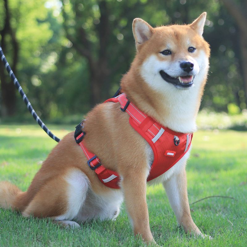 harnais chien pawness rouge