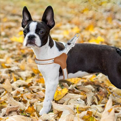 harnais chien reflexfit brun petit chien