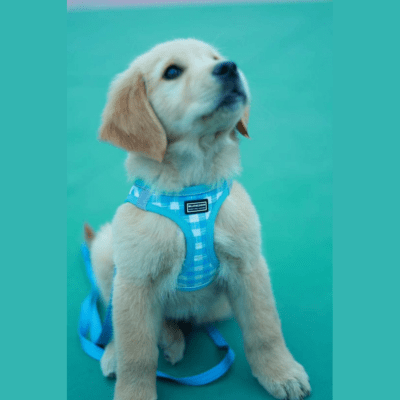 harnais petit chien pawchou bleu