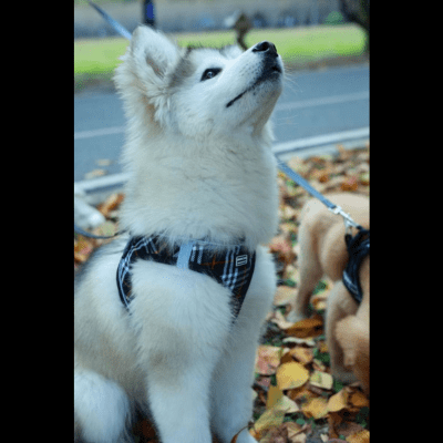 harnais petit chien pawchou noir