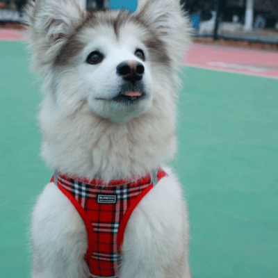 harnais petit chien pawchou rouge