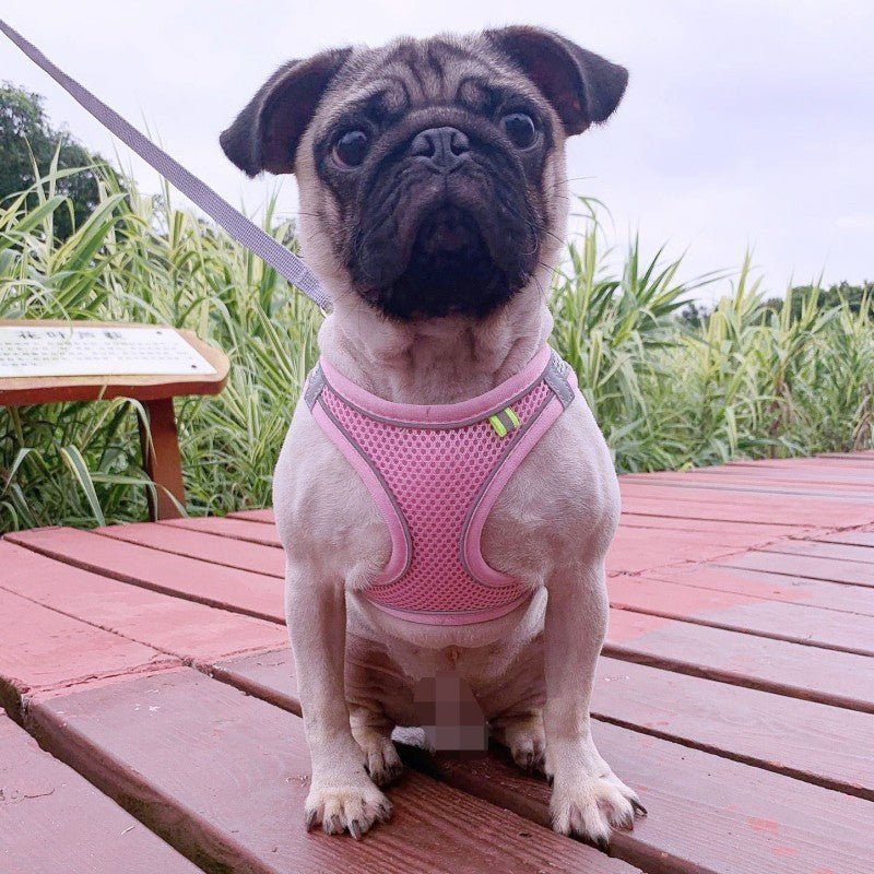 harnais petit chien snugglefit caroussel rose