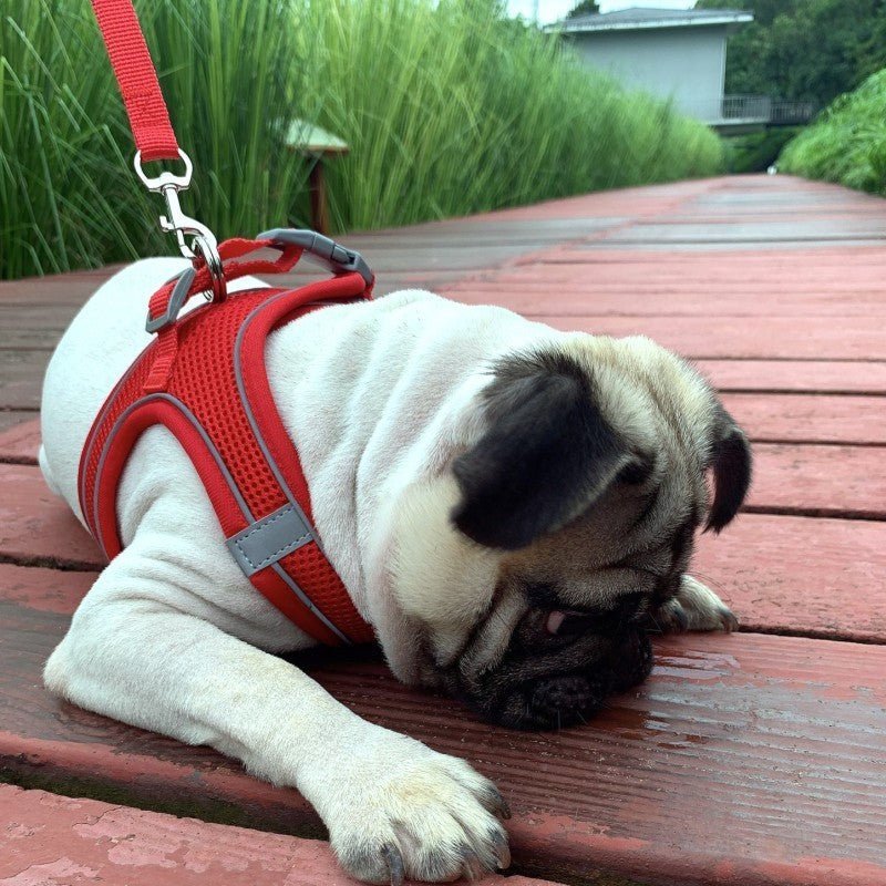 harnais petit chien snugglefit caroussel rouge pug