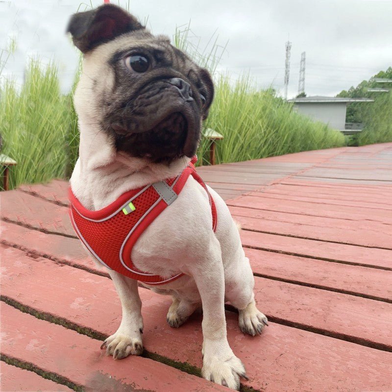 harnais petit chien snugglefit caroussel rouge