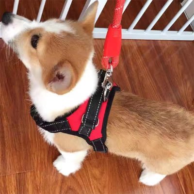harnais pour chien flamefit apprentissage