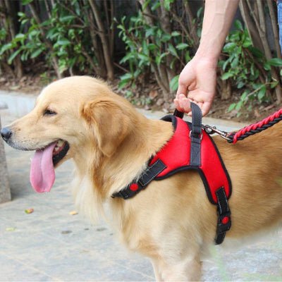 harnais pour chien flamefit poignee