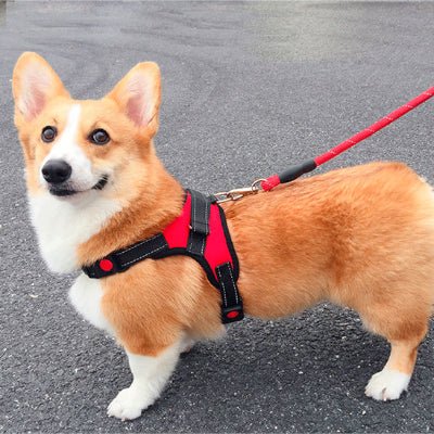 harnais pour chien flamefit promenade