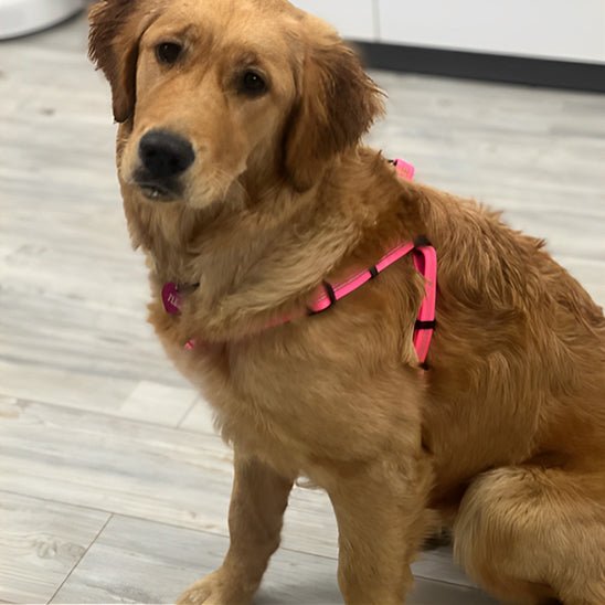 harnais pour chien luminex carroussel rose