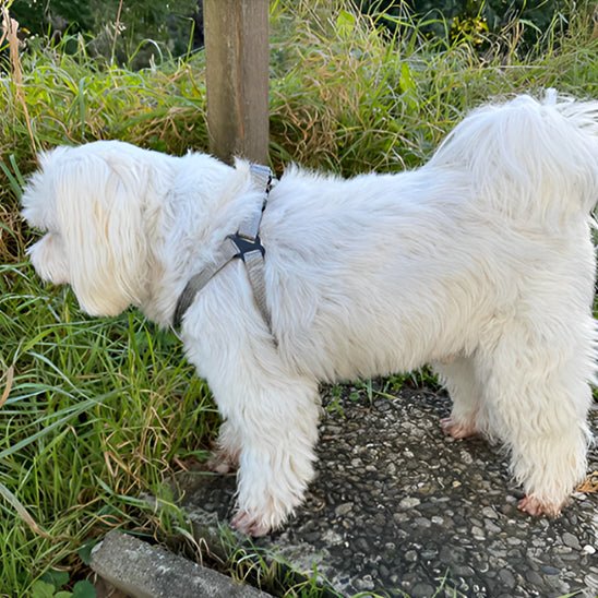harnais pour chien luminex carroussel