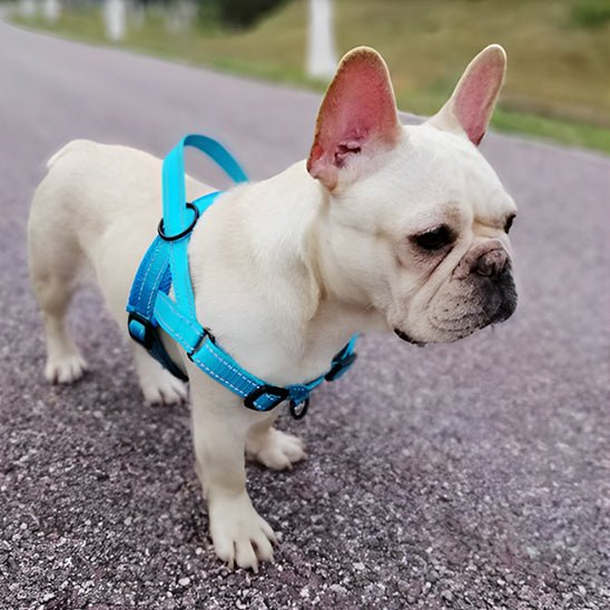 harnais pour chien safetrail bleu caroussel