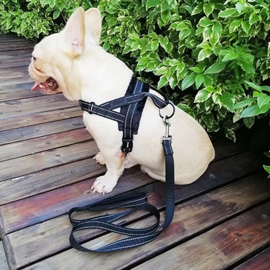 harnais pour chien safetrail noir caroussel