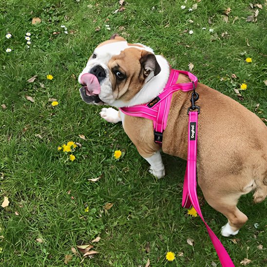 harnais pour chien safetrail rose laisse