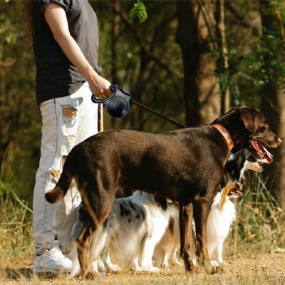 laisse a enrouleur pour chien nightglow noir caroussel