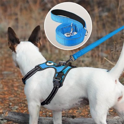laisse chien glowrun bleu enroulee