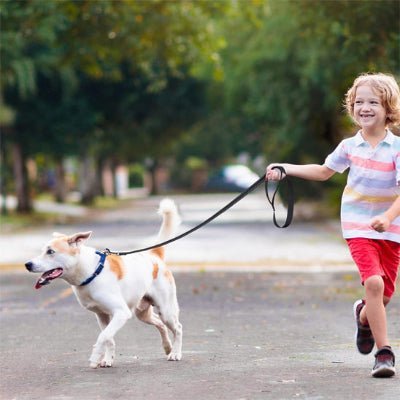 laisse chien glowrun marche