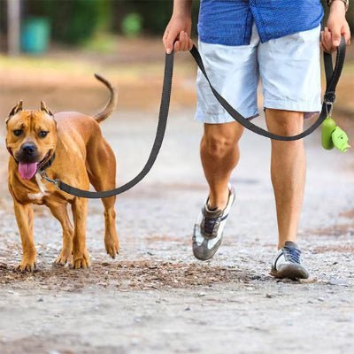 laisse chien glowrun noir