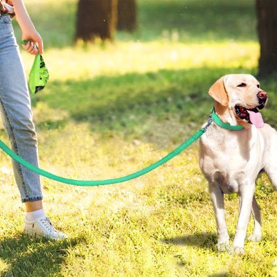laisse chien glowrun vert