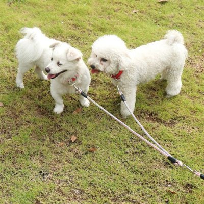 laisse chien tamdemflex petit chien