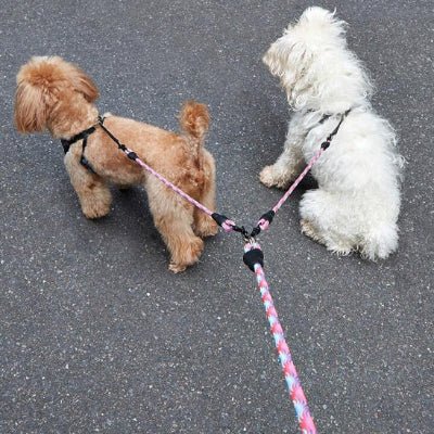 laisse chien tamdemflex promenade