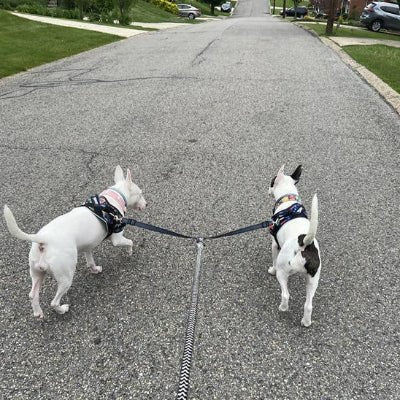 laisse double pour chiens duodog marche duo